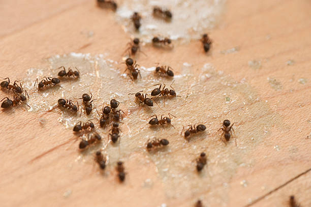 Best Pest Removal Services  in Comanche, TX